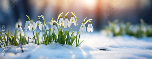 Snowdrop flowers blooming in the snowdrift in the park. View of the spring flowers in nature. Wildflowers in the forest.