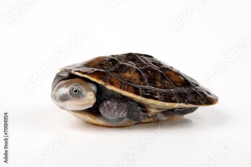 Krefft's turtle, Murray River turtle // Breitrand-Spitzkopfschildkröte, Krefft´s Spitzkopfschildkröte (Emydura macquarii krefftii / Emydura krefftii)