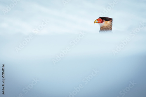 Bird behind the snow