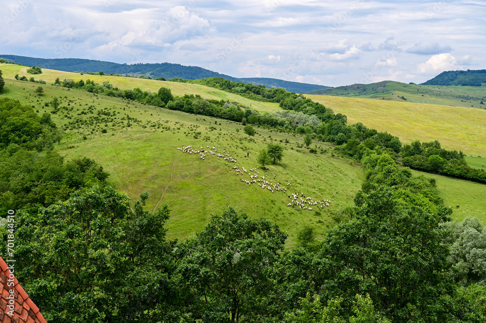 Flock of sheep on a green meadow, pastures and forest at Viscri or Deutsch-Weisskirch near Rupea, Brasov, Transylvania, Romania