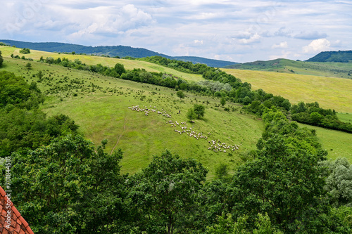 Flock of sheep on a green meadow  pastures and forest at Viscri or Deutsch-Weisskirch near Rupea  Brasov  Transylvania  Romania