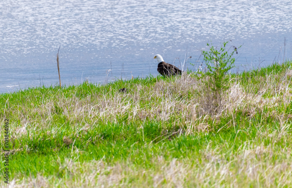 Bald eagle on shore Bald eagle on shore
