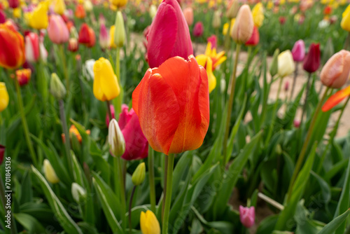 Red and colorful tulips in the flower field 