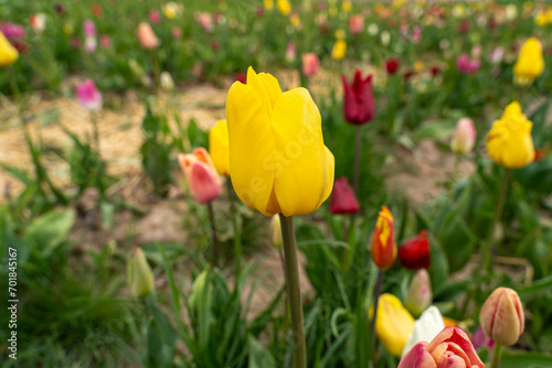 Yellow tulips in the flower field 
