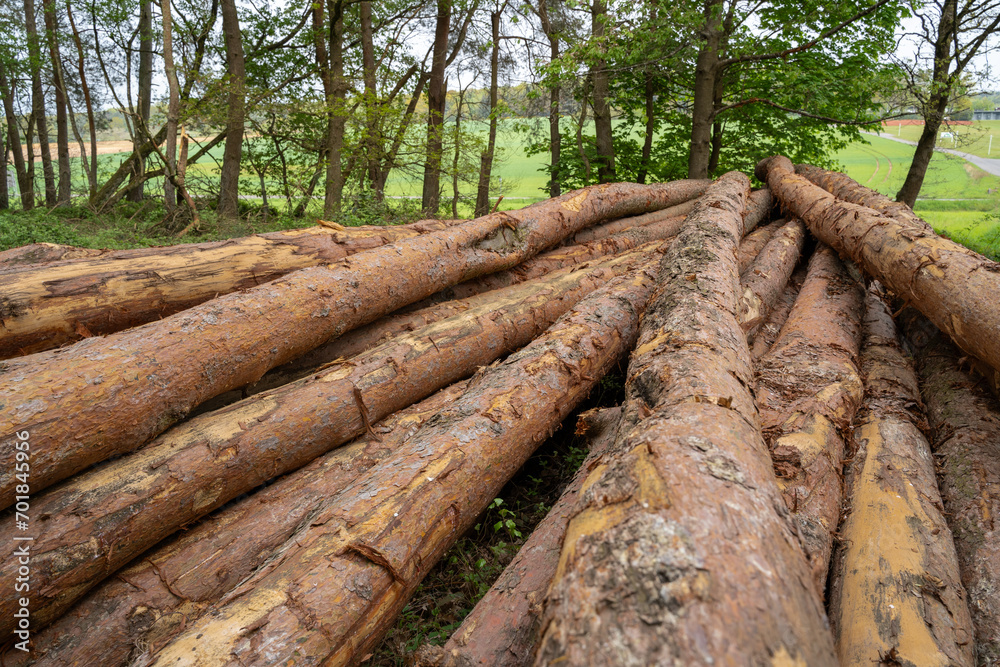 Felled pine trunks in the forest Felled pine trunks in the forest