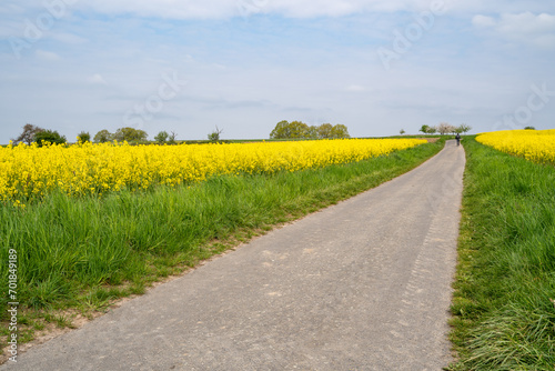 Blooming canola fields in spring with a footpath 