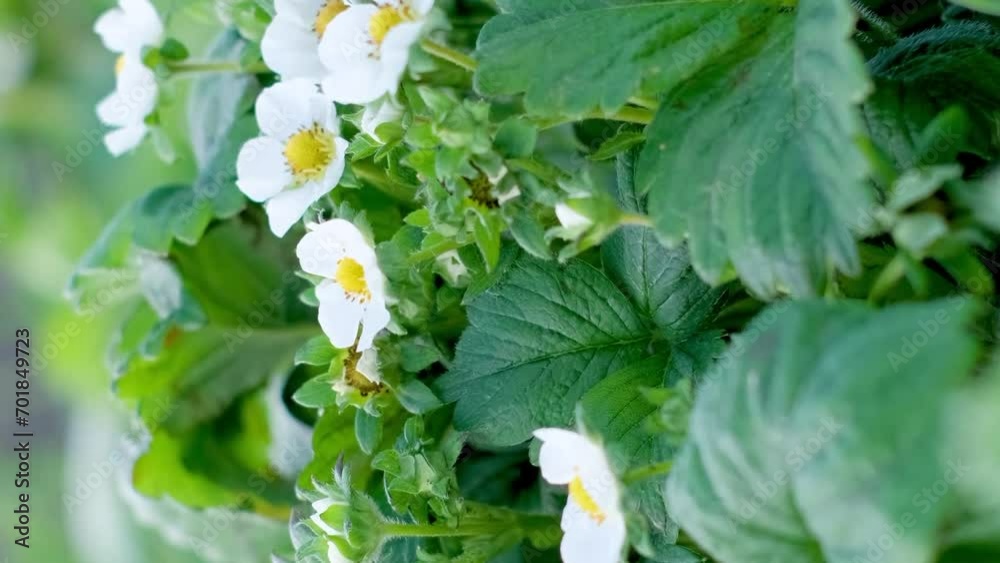 Strawberry plant with white flowers in spring. Young green strawberry. Vertical video Strawberry plant with white flowers in spring. Young green strawberry. Vertical video