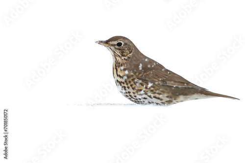 Song Thrush in the Snow with white back ground