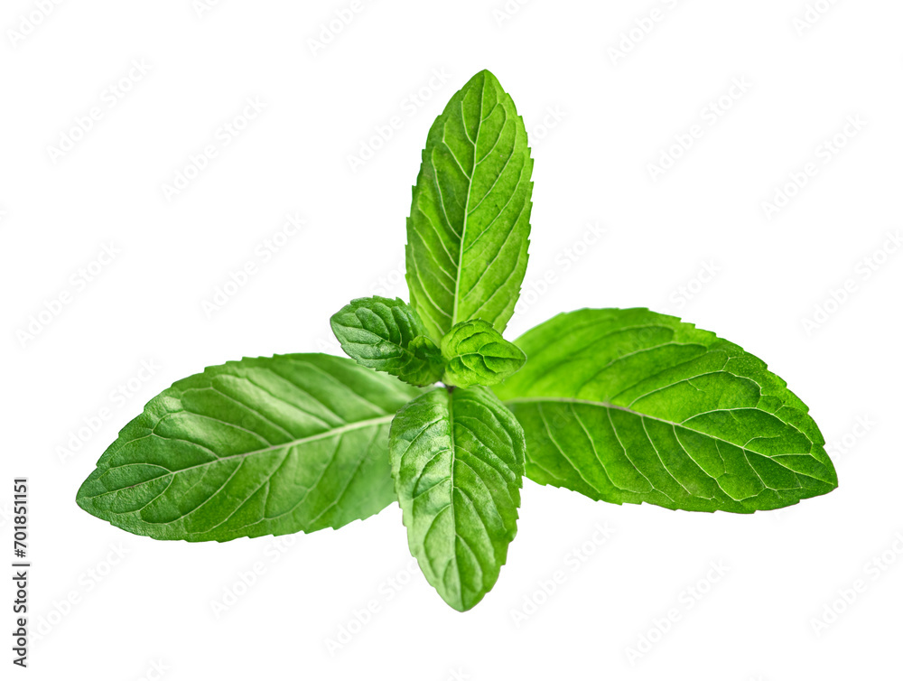 Fresh mint leaves isolated on white background