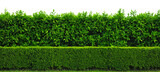 Green hedge or Green Leaves Wall isolated on a white transparent background, png