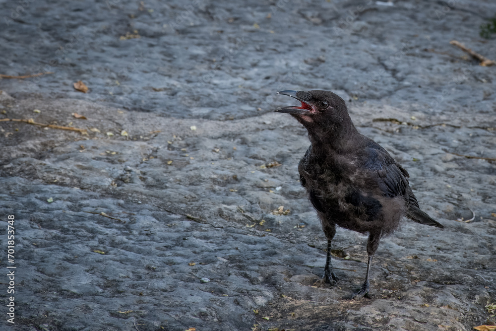 Obraz premium crow on the ground