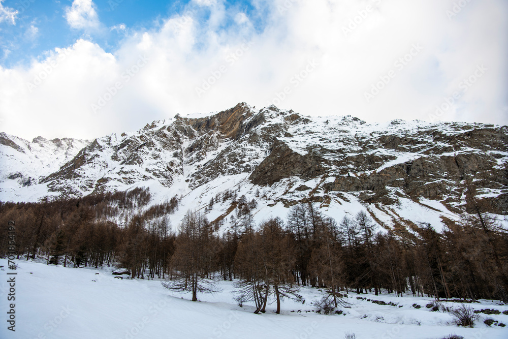 Mountain landscape with fir trees Aosta valley Italy Mountain landscape with fir trees Aosta valley Italy