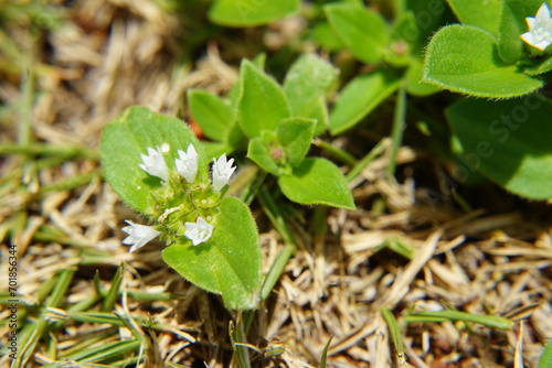 Folha de arvore em  Macro