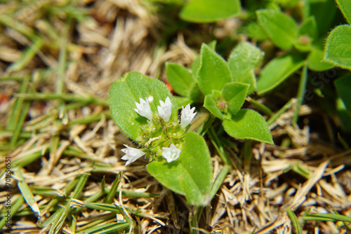 Folha de arvore em  Macro