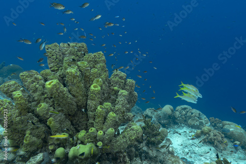 yellow tubular sponges on coral reef photo