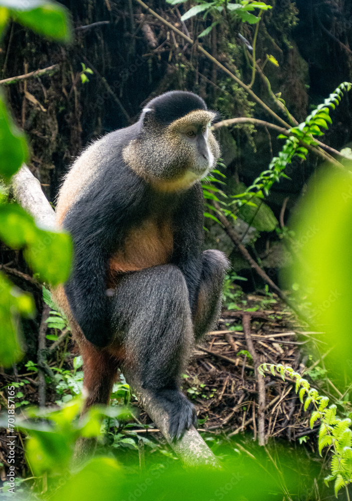 Fototapeta premium Golden monkeys in the Rwanda 