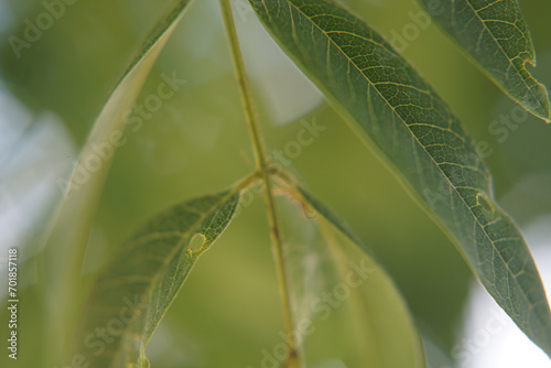 Folha de arvore em  Macro