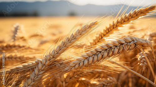 golden wheat field in summer © Natali