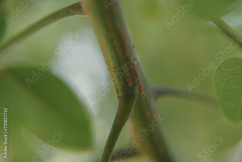 Folha de arvore em  Macro