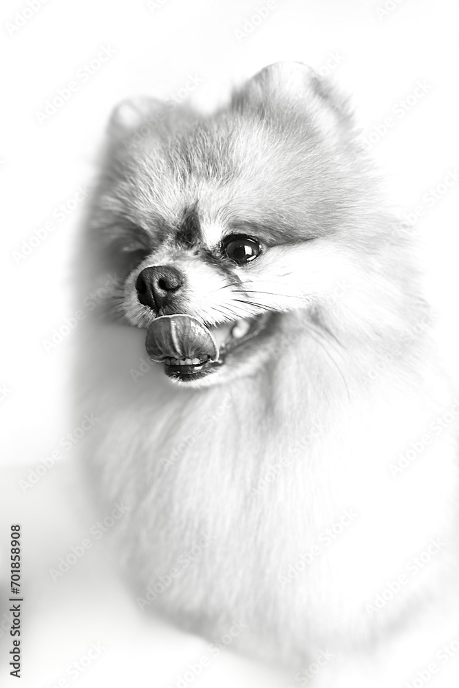 Obraz premium black and white photo of a Pomeranian Spitz sitting with his mouth open. pet portrait, cute dog