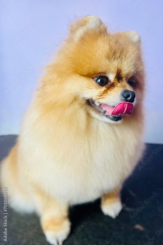 cute red spitz sits on a lilac background. pet. grooming calendar. poster cute red spitz sits on a lilac background. pet. grooming calendar. poster
