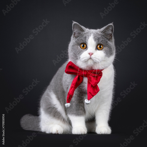 Cute young adult blue with white British Shorthair cat  sitting up facing front wearing red velvel bow tie. Looking towards camera with orange eyes. Isolated on black background.