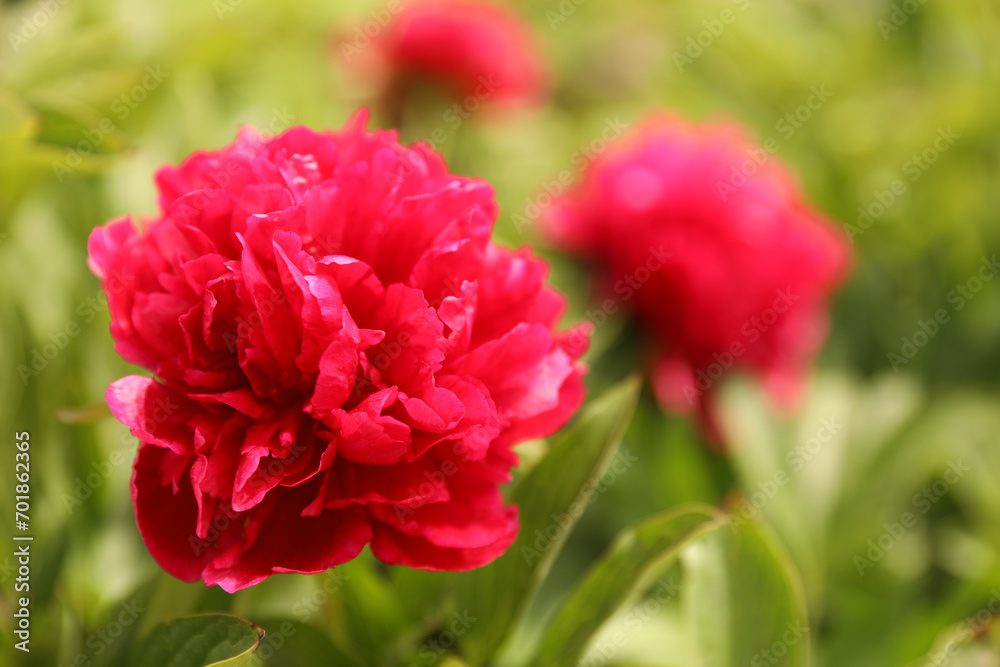 Beautiful red peony outdoors on spring day, closeup Beautiful red peony outdoors on spring day, closeup