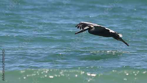 A seagull flies near the water on the Florida coast