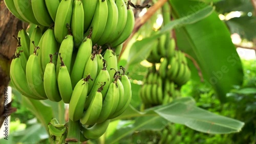 Close up of many unripe green bananas hanging on a palm tree branch. Fresh natural sweet tropical fruits as a sugar substitute. Healthy food copy space background photo