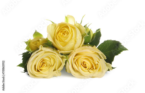 Beautiful fresh yellow roses with leaves isolated on white