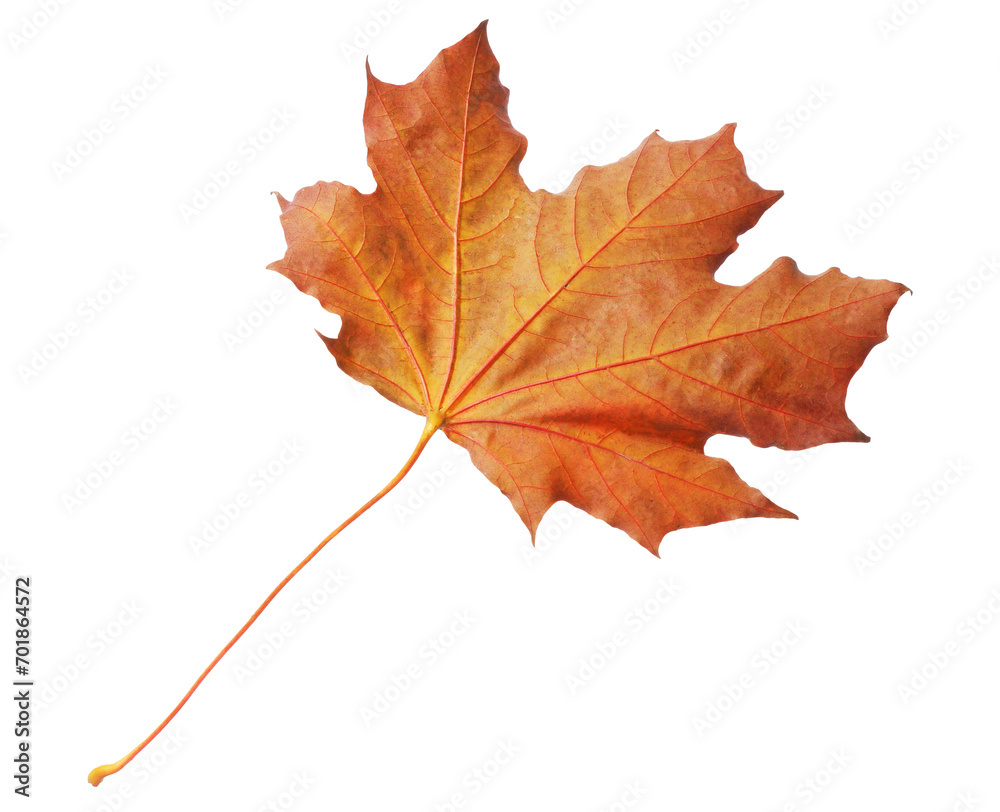 One maple leaf isolated on white. Autumn season One maple leaf isolated on white. Autumn season
