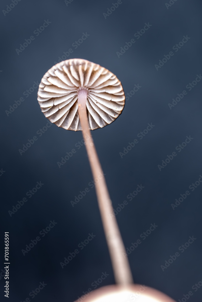 mycena mushroom