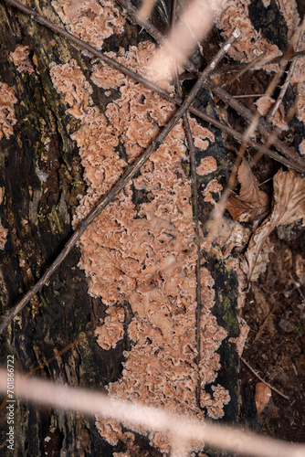 crowded parchment fungi photo