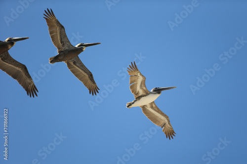 Seagulls fly along the Florida coast.