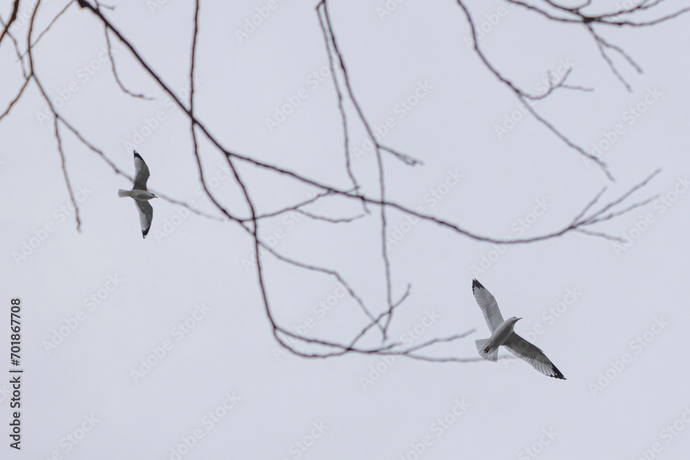 Nature around Lake Ontario in Etobicoke Nature around Lake Ontario in Etobicoke