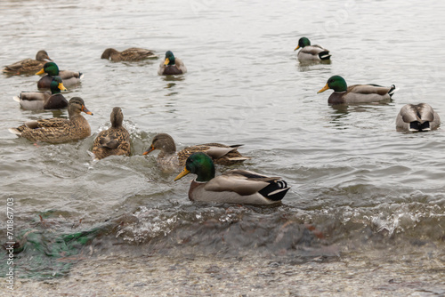 Nature around Lake Ontario in Etobicoke photo