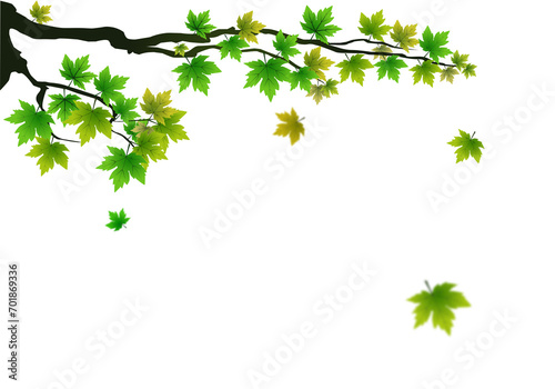 Autumn foliage PNG. on isolated transparent background. Abstract wallpaper design with maple leaves, line art. Elegant botanical in fall season. photo