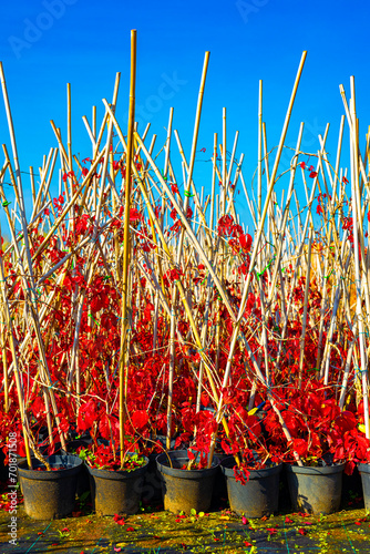 young girlish grapes in a plant nursery