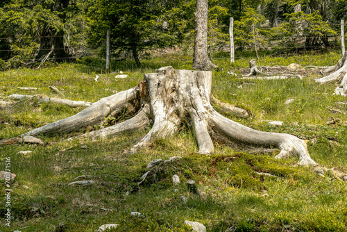 Abgesägter Baumstumpf mit Wurzeln auf der Wiese