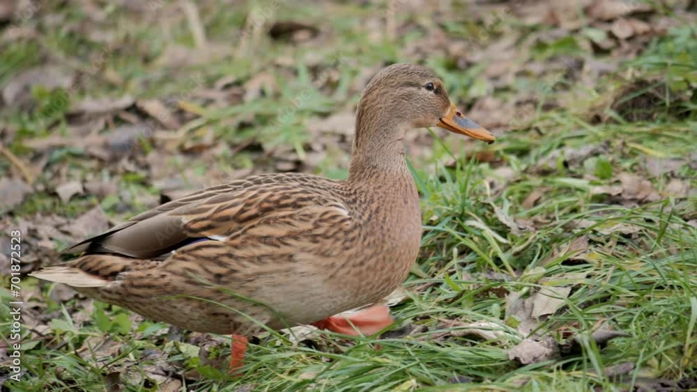 Duck close up. Feathered. Autumn forest. River Mallard. Wild birds close up. Bird search food forage. Ducks searching food. Duck close up. Feathered. Autumn forest. River Mallard. Wild birds close up. Bird search food forage. Ducks searching food.
