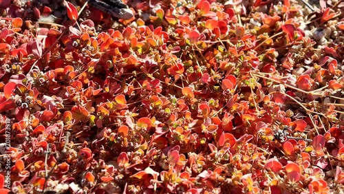 Whitemargin Sandmat, Euphorbia Albomarginata, a native herb displaying aging simple opposite ovately oblong leaves in Autumn at the Eagle Mountains. photo