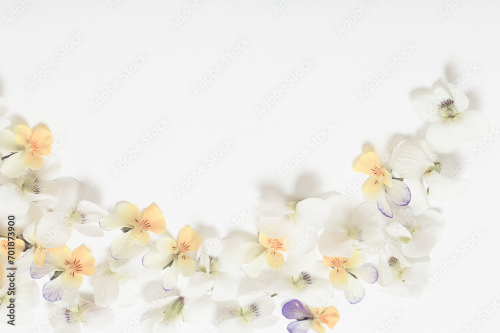 viola flowers on white background