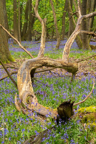 Fallen tree in the spring forest