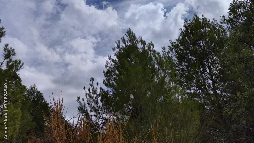Landscape of trees swaying as clouds move in the sky Landscape of trees swaying as clouds move in the sky