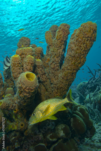 yellow fish with tubular sponge photo