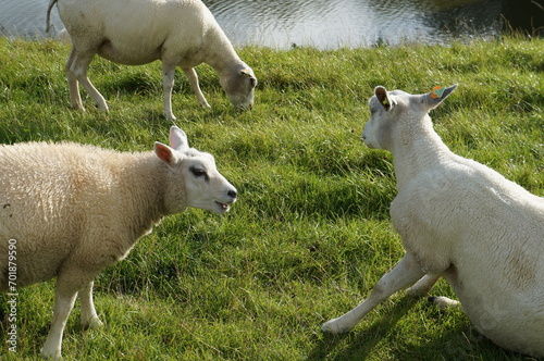 sheep and lambs