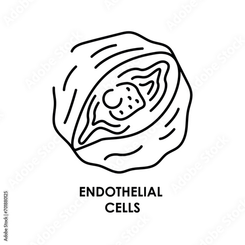 Human endothelial cell color line icon. Microorganisms microbes, bacteria.