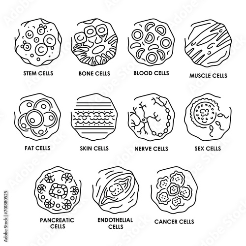 Human cells color line icons set. Microorganisms microbes, bacteria.
