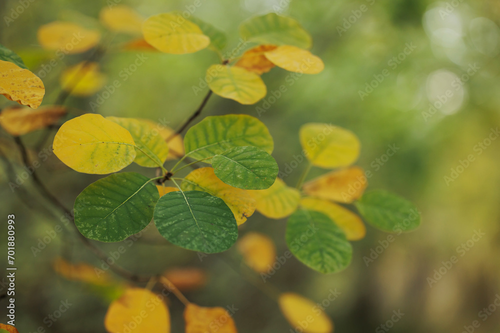 Vista macro di varie foglie gialle e verdi di una pianta di scotano/sommaco, sulle alture del Carso, in Friuli Venezia Giulia, in autunno. Sfondo sfocato di color verde