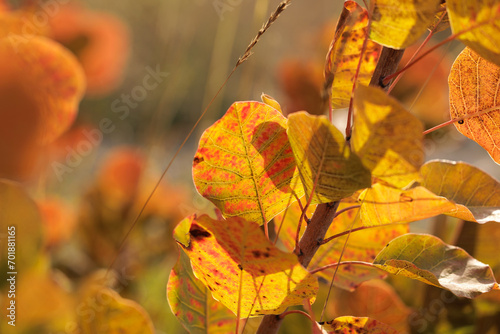 Vista macro di alcune foglie di una pianta di sommaco/scotano, con i colori che cambiano dal verde, al giallo, arancione e rosso, sulle alture del Carso, nel nord Italia, durante la stagione autunnale